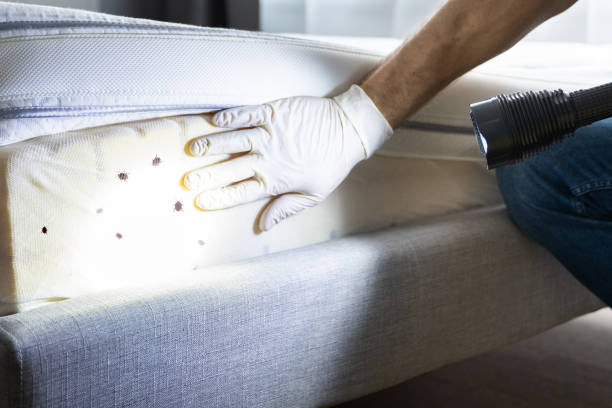 Professional Pest Control in Cashion, OK