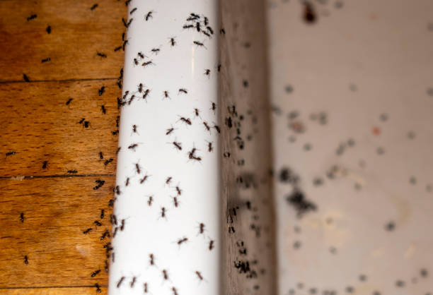 Best Pest Control Near Me  in Cashion, OK